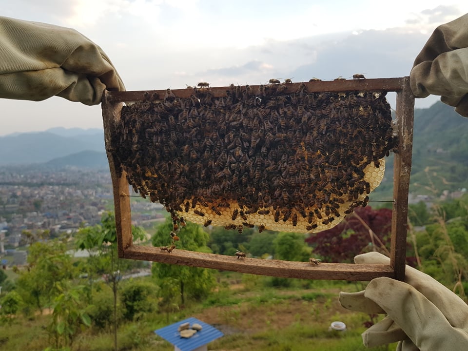 himalayan-beekeepers-page-bg